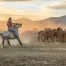 cowboy at sunset wrangling a herd of horses