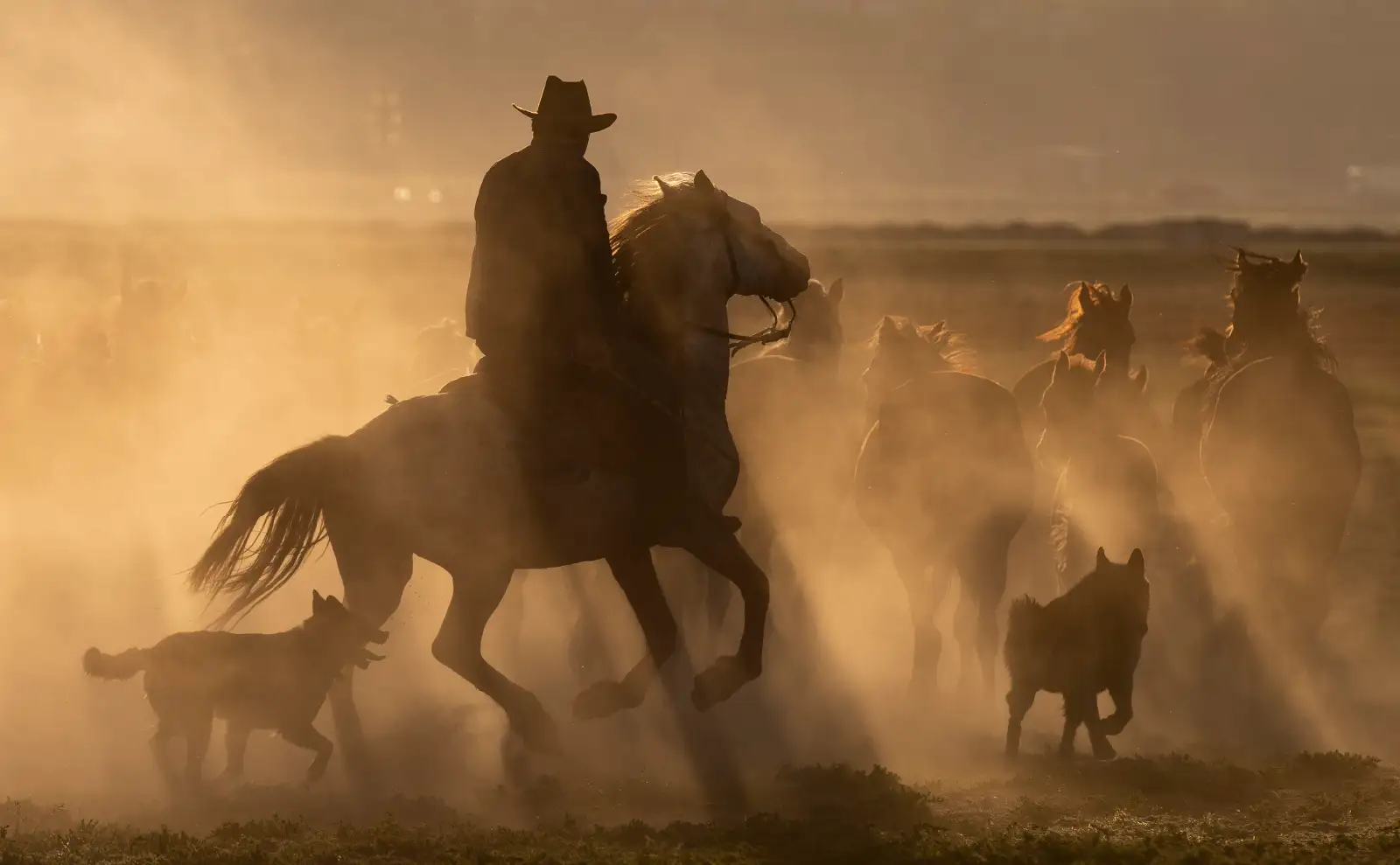 Cowboy herding horses in a meadow.